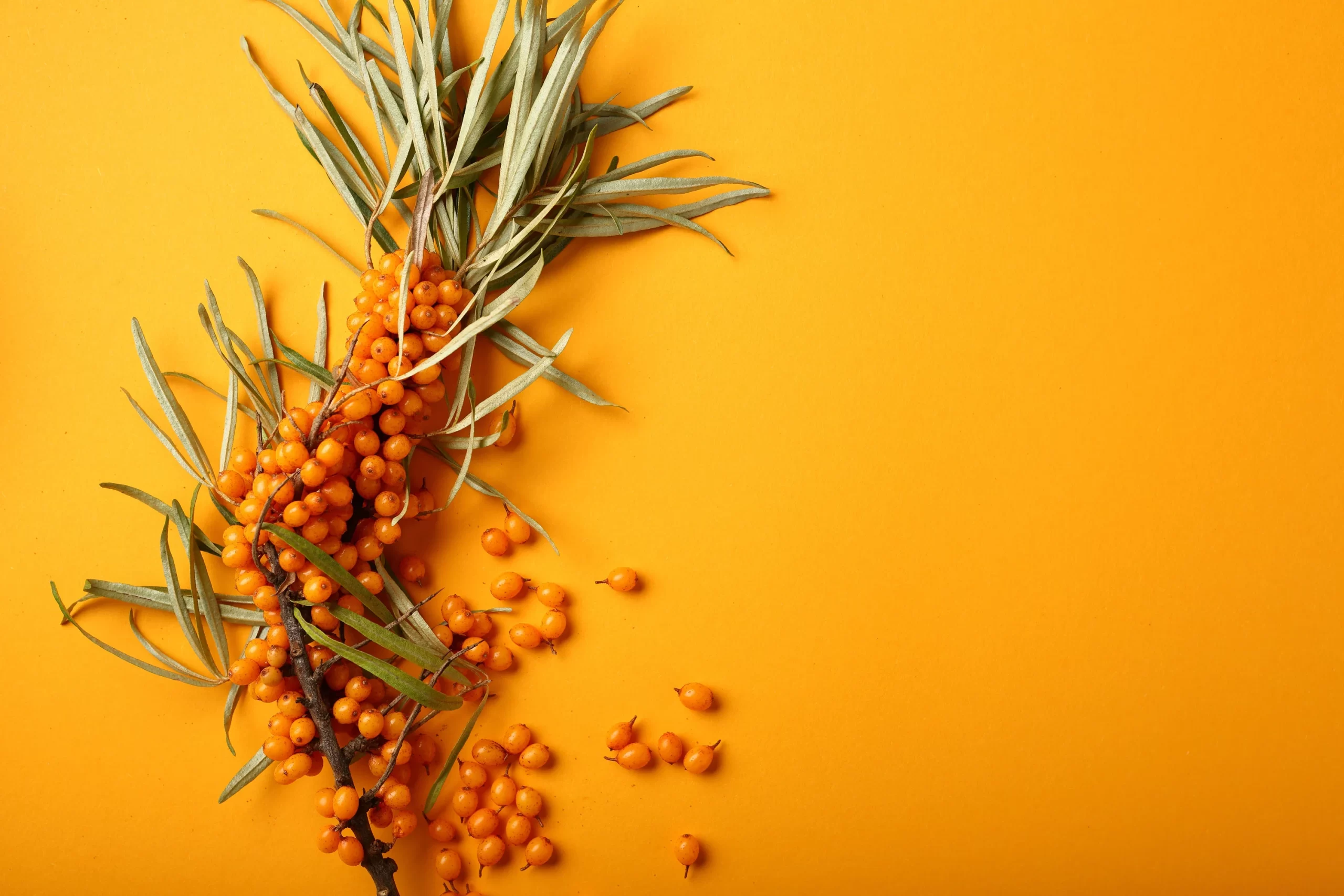 Premium Sea Buckthorn 500mg supplement