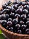 Can I use black currant seed oil on my face?