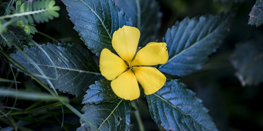 What does damiana pair well with?