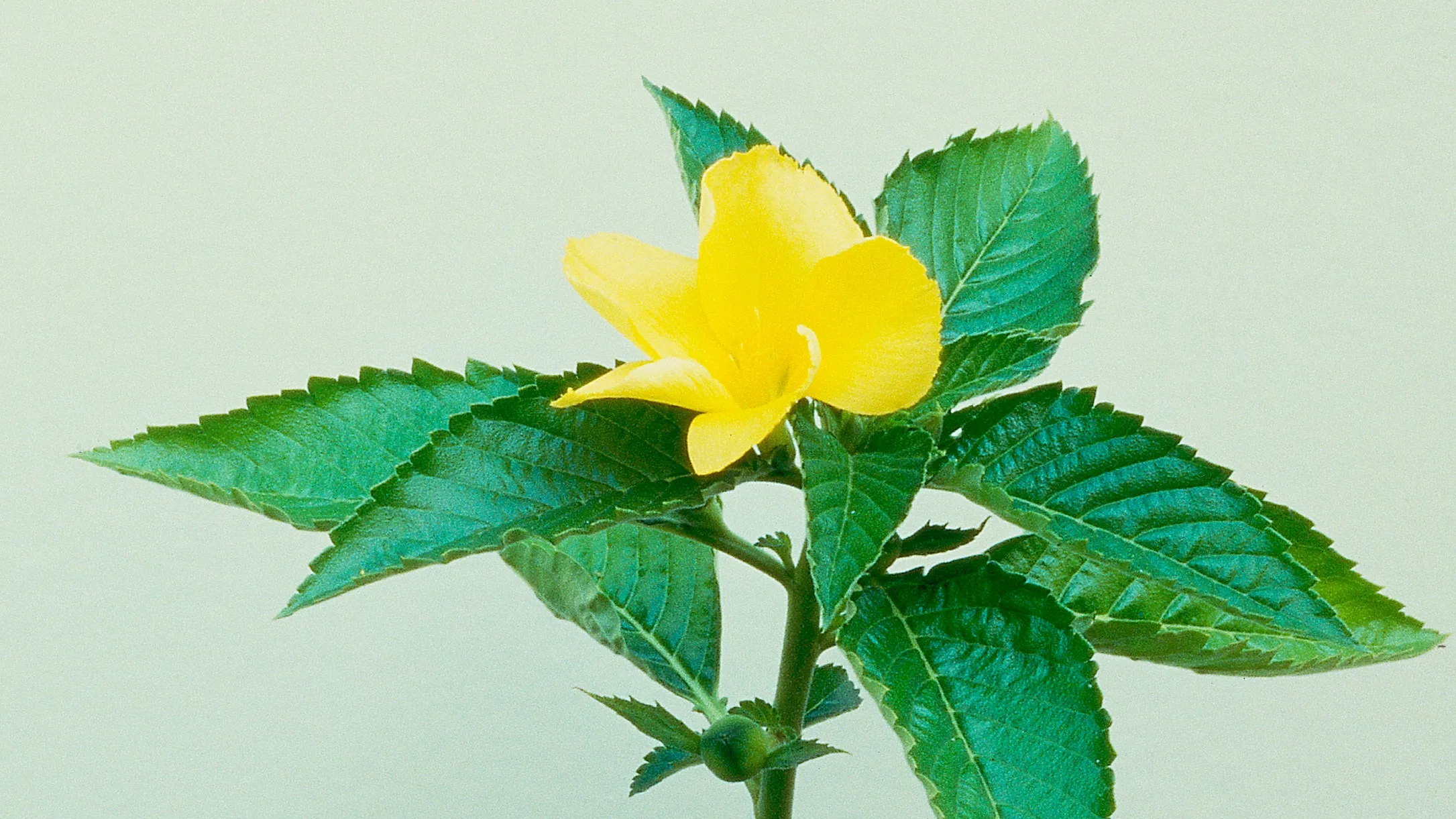 Are there supplements you shouldn't take together?