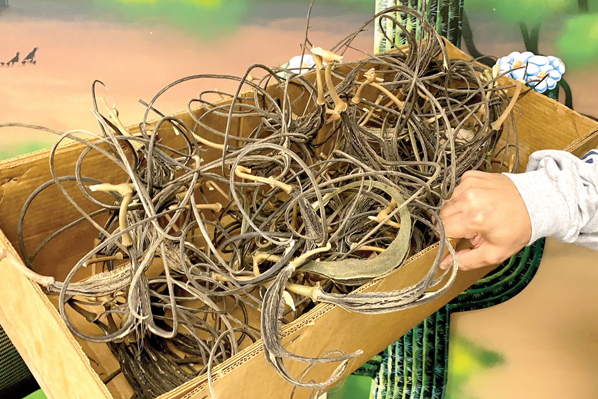 Does Devil's Claw actually work?