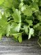 What does cilantro do for the gut?
