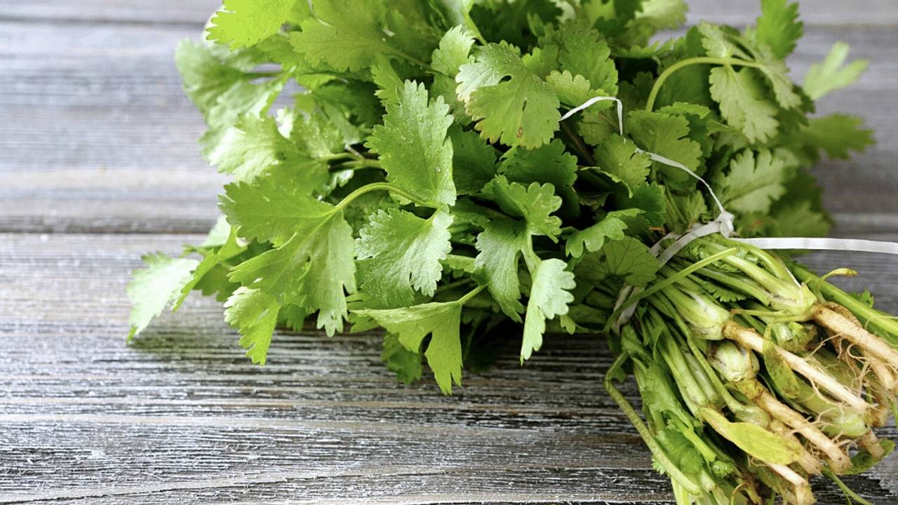 What does cilantro do for the gut?