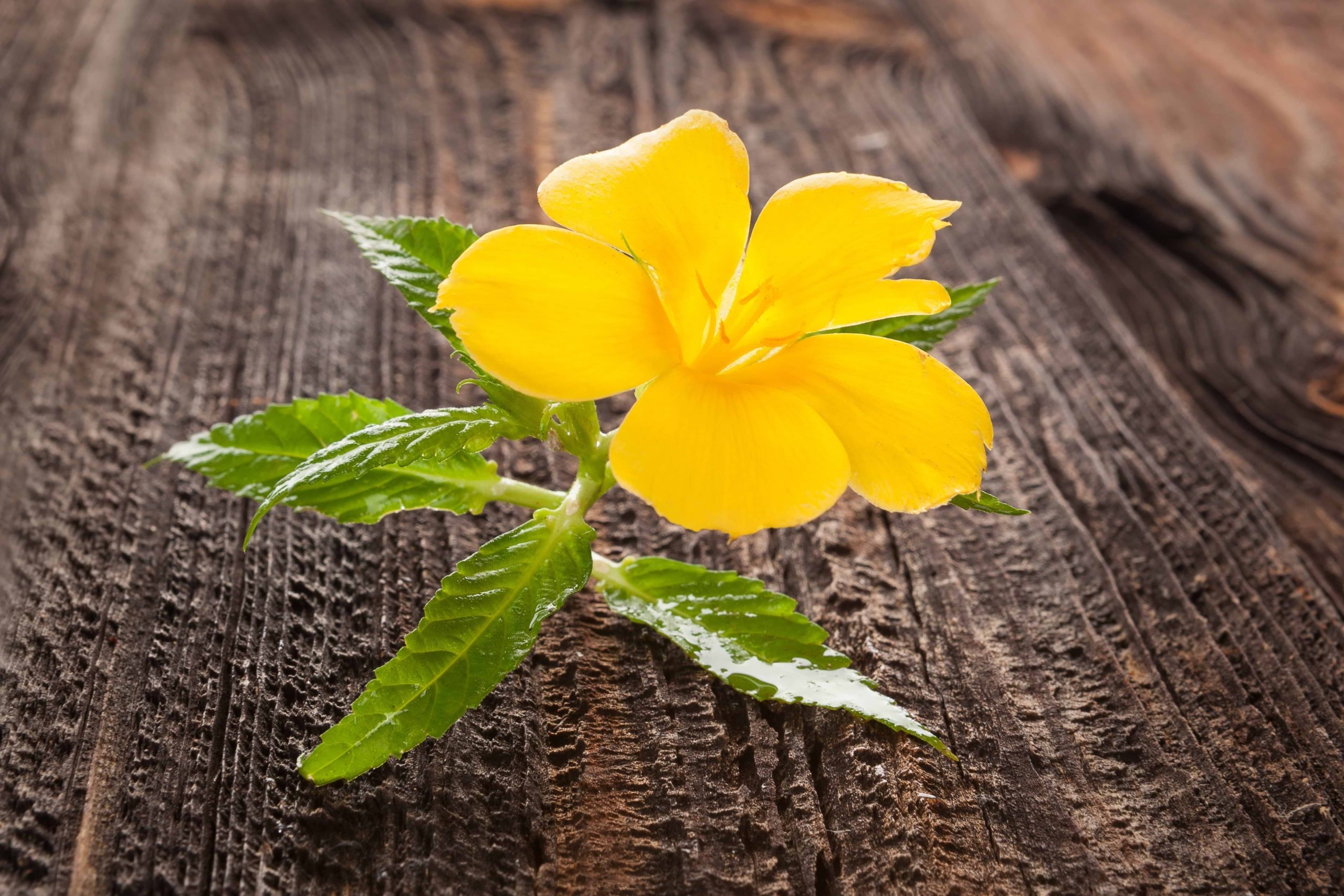 What is the magical use of damiana?