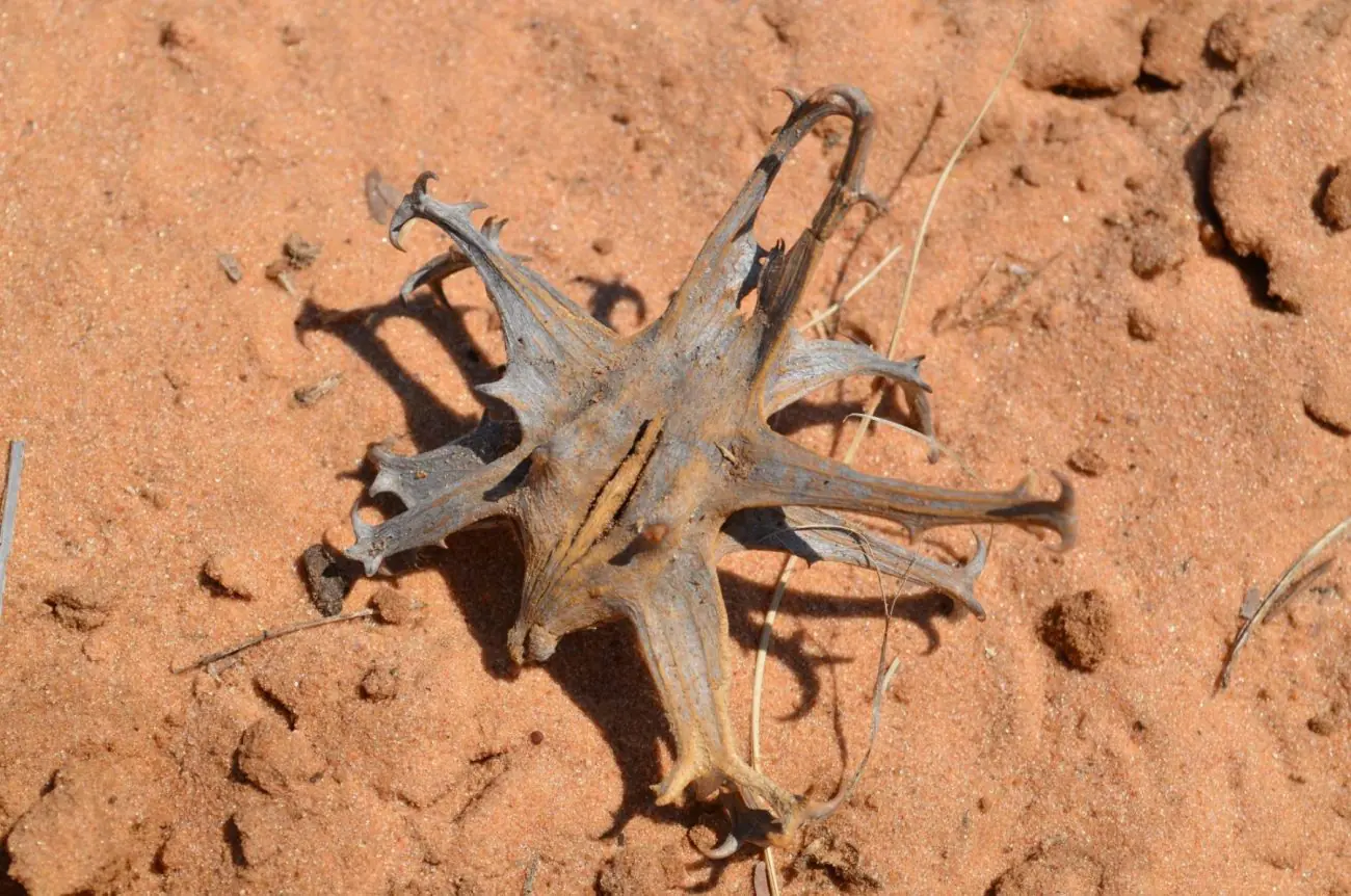 What does Devil's Claw do to the body