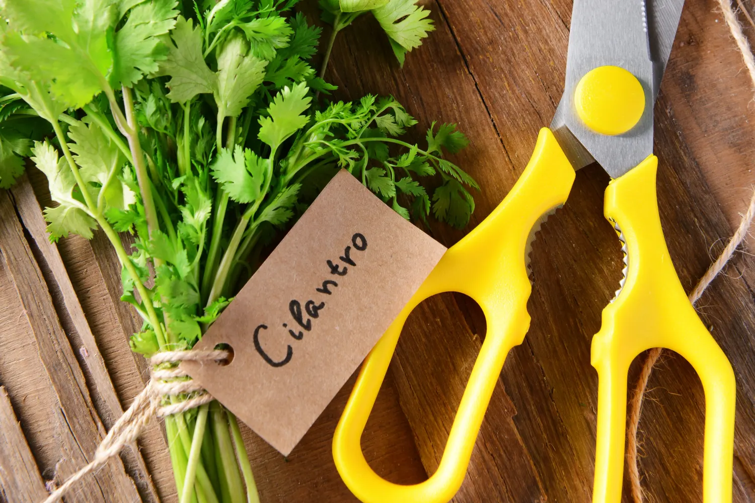 Who should not eat cilantro?