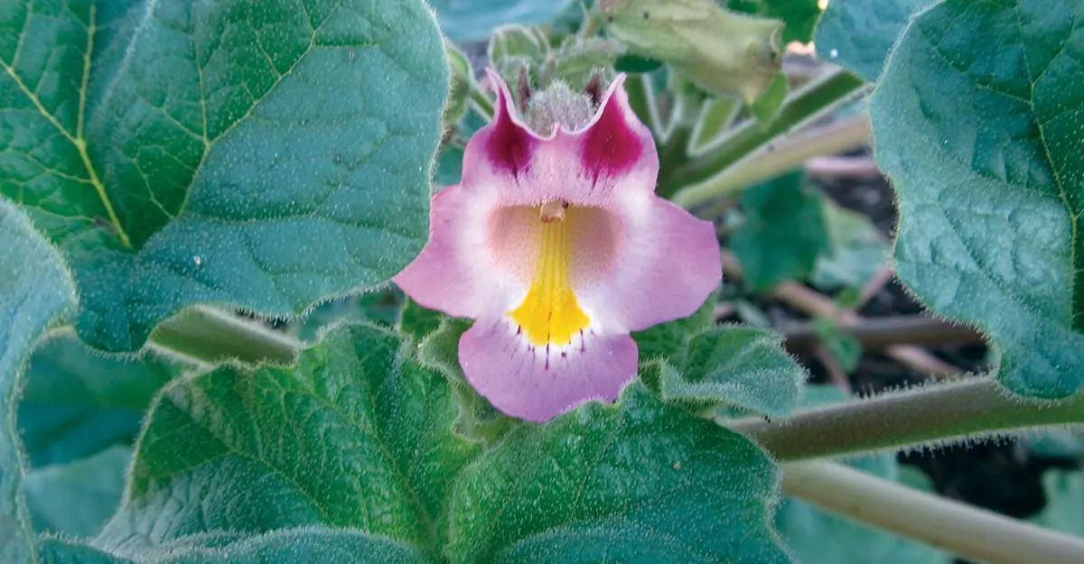 Is Devil’s Claw as Effective as Bute? Honest Comparison for Horse Joint Pain