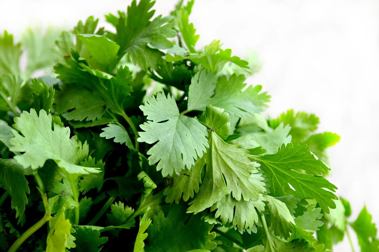 What is cilantro called in the UK?