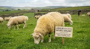 Lanolin-derived vitamin D3 from sheep wool — not vegan
