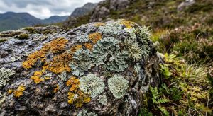 Lichen-derived vitamin D3 — plant-based vegan cholecalciferol source