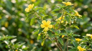 Damiana plant (Turnera diffusa) with small yellow flowers used in traditional herbal medicine
