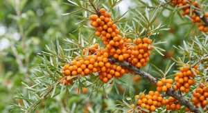 Omega-7 from sea buckthorn for skin and mucous membrane health